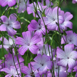 agrostemma_gracilis_rose_queen_web