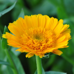 calendula_off_kinglet_mix_web