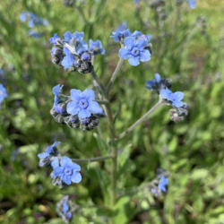 cynoglossum amabile - chinees vergeet me nietje firmament 2