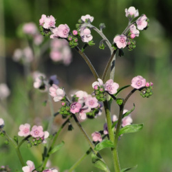 cynoglossum_amabile_mystery_rose3_web