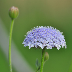 didiscus_caeruleus_blue_lace3_web