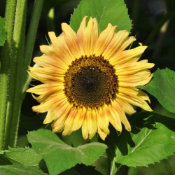 helianthus_annuus_yellow_dash_limited_edition2_web