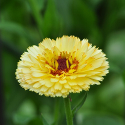 yellow_buff_4_web