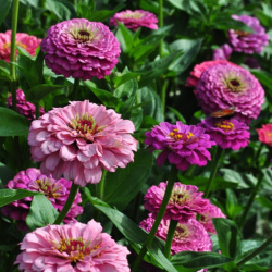 zinnia_elegans_grote_roze6_web
