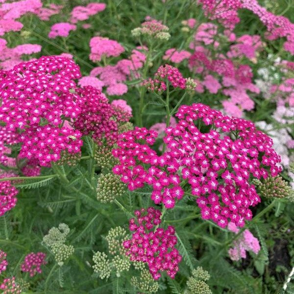 Achillea millefolium Summer Patels mix 1