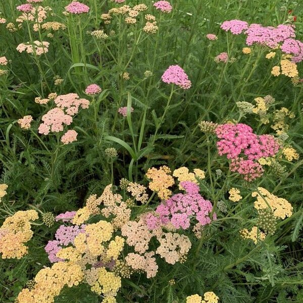 Achillea millefolium Summer Patels mix 3