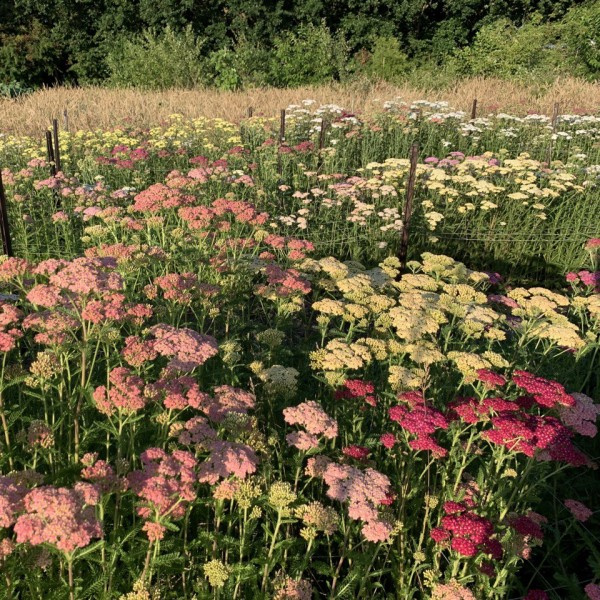 Achillea millefolium Summer Patels mix 4