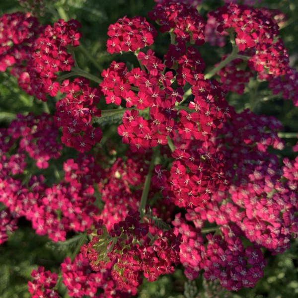 Achillea millefolium Summer Patels mix 5