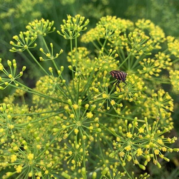 Anethum graveolens Dille 10
