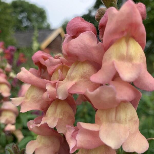Antirrhinum majus Summer Sunset mix 14