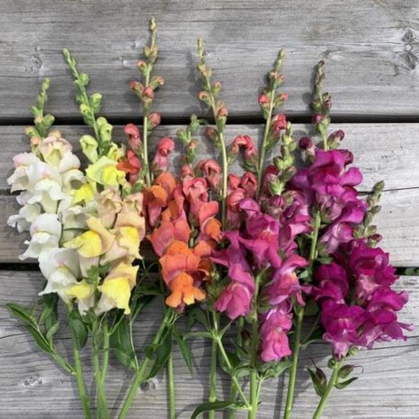 Antirrhinum majus Summer Sunset mix 15