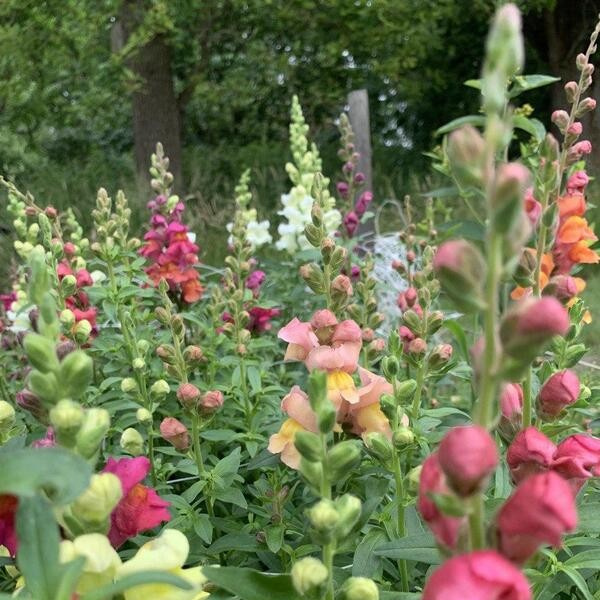 Antirrhinum majus Summer Sunset mix 16