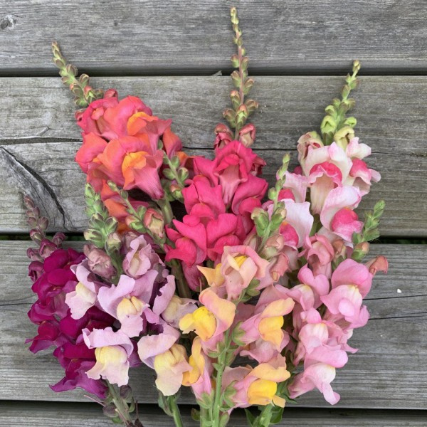 Antirrhinum majus Summer Sunset mix 17