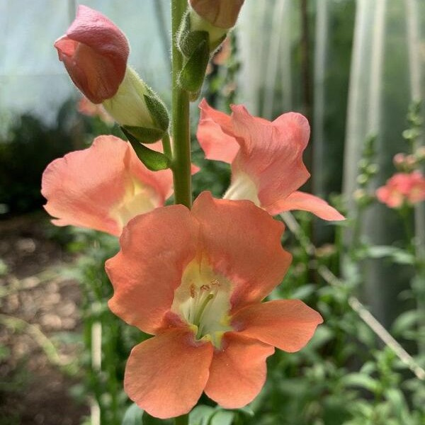 Antirrhinum makus Chantilly Bronze 17