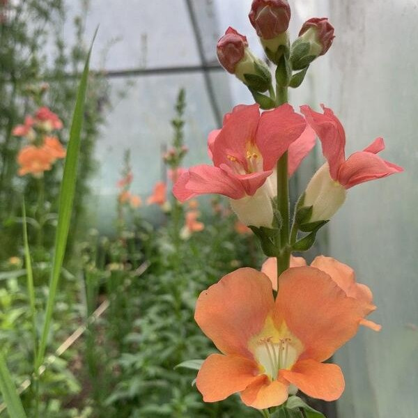 Antirrhinum makus Chantilly Bronze 18