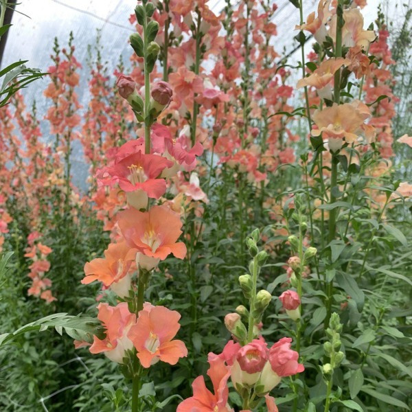 Antirrhinum makus Chantilly Bronze 19