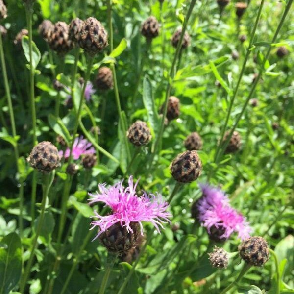 Centaurea scabiosa Grote Centaurie 27