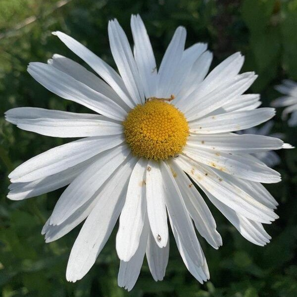 Chrysanthemum leucanthemum Grote Margriet May Queen 29