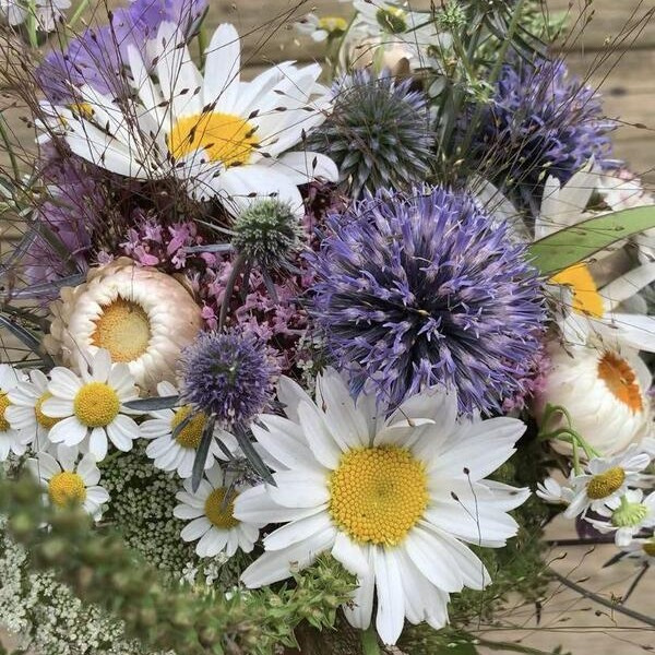 Chrysanthemum leucanthemum Grote Margriet May Queen 30