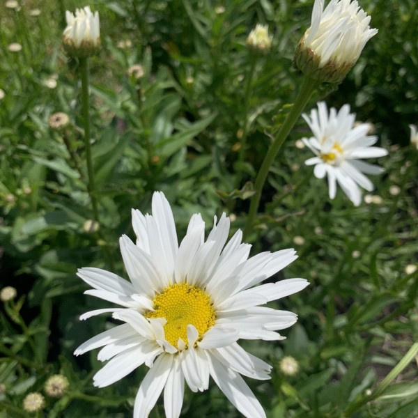 Chrysanthemum leucanthemum Grote Margriet May Queen 31