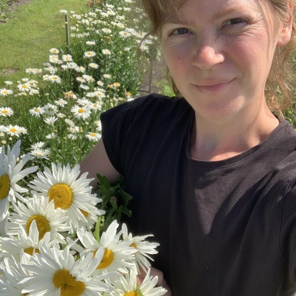 Chrysanthemum leucanthemum Grote Margriet May Queen 32