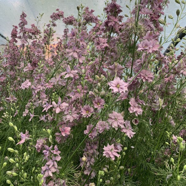 Consolida ajacis Misty Lavender 033