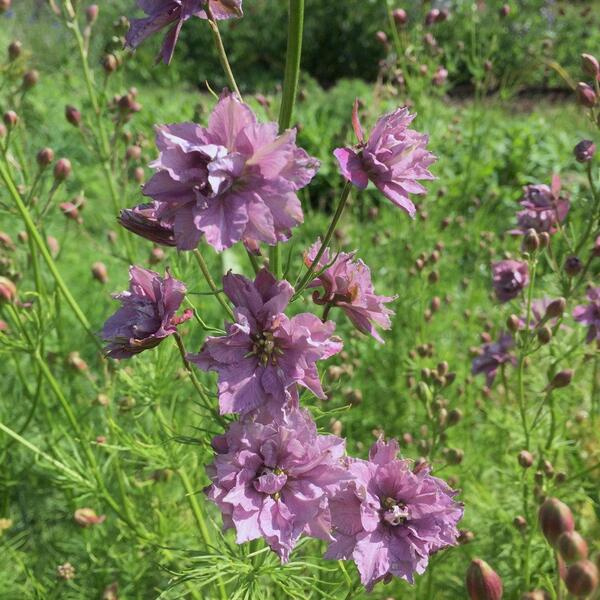 Consolida ajacis Misty Lavender 31