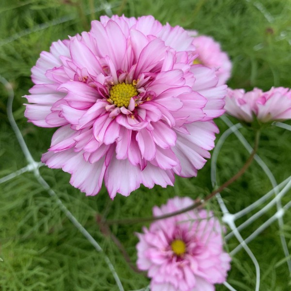 Cosmos bipinnatus Fancy mix 41