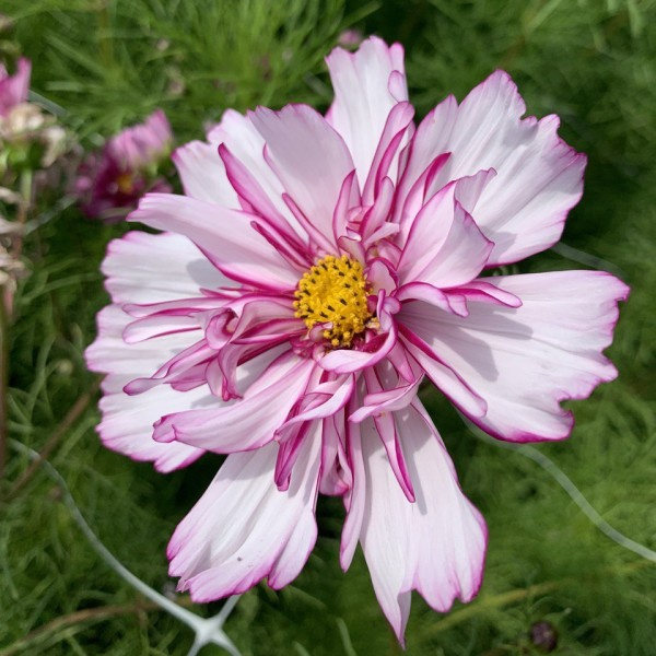 Cosmos bipinnatus Fancy mix 42