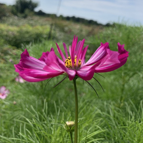 Cosmos bipinnatus Fancy mix 43