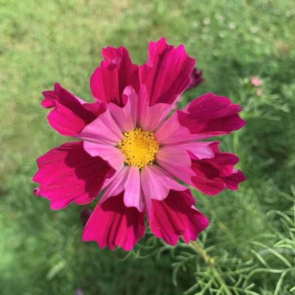 Cosmos bipinnatus Fancy mix 44