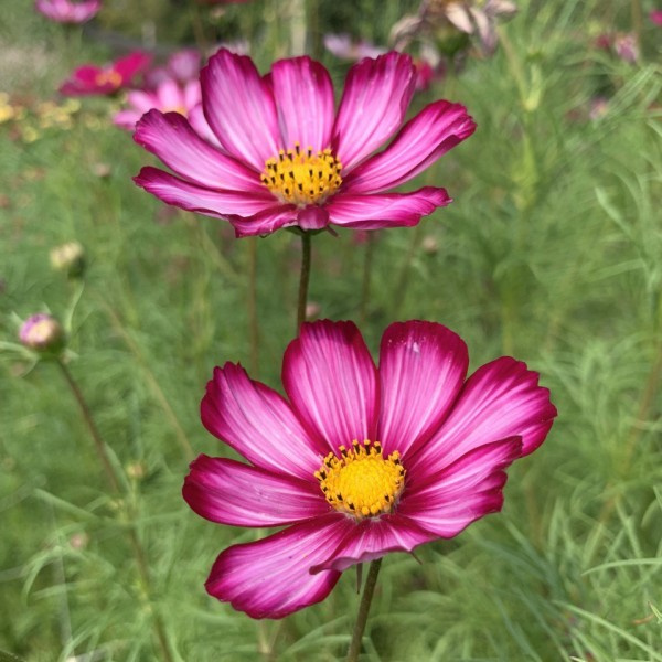 Cosmos bipinnatus Fancy mix 45