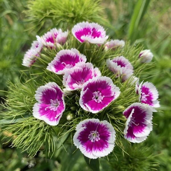 Dianthus barbatus Pretty Pinks mix 42