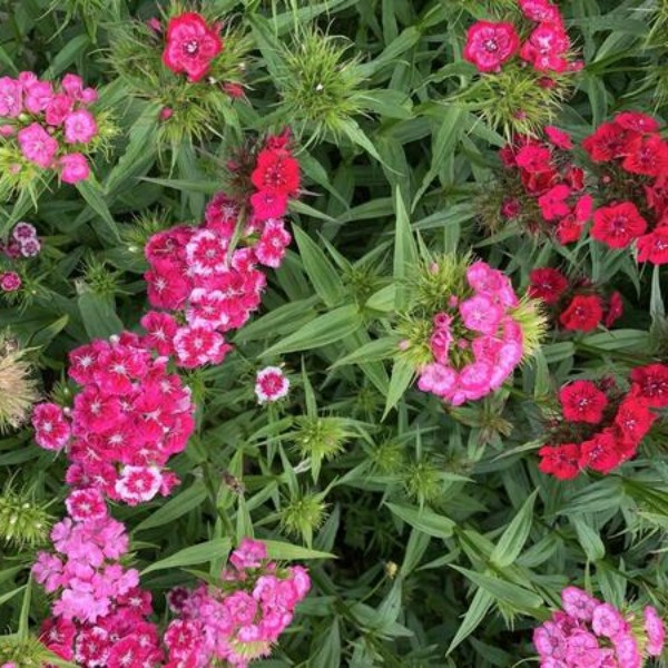 Dianthus barbatus Pretty Pinks mix 44