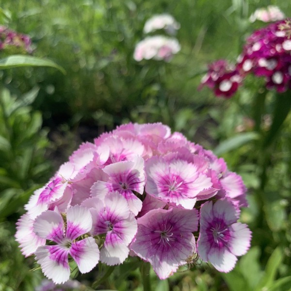 Dianthus barbatus Pretty Pinks mix 47