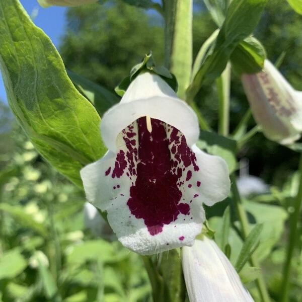 Digitalis purpurea Pam’s Choice 45