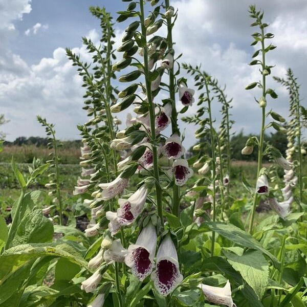 Digitalis purpurea Pam’s Choice 46