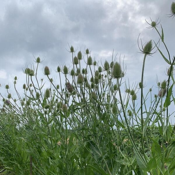Dipsacus fullonum Grote Kaardebol 48