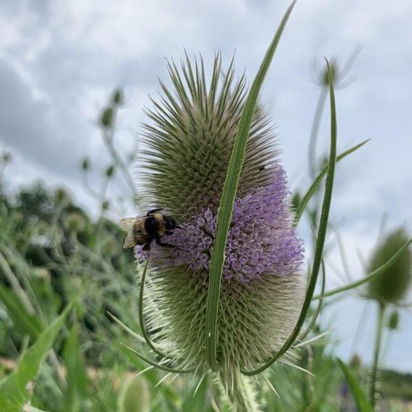 Dipsacus fullonum Grote Kaardebol 49