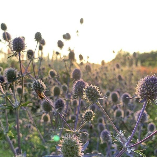 Eryngium planum Blue Glitter 53