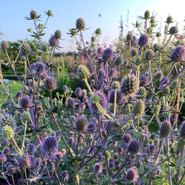 Eryngium planum Blue Glitter 54