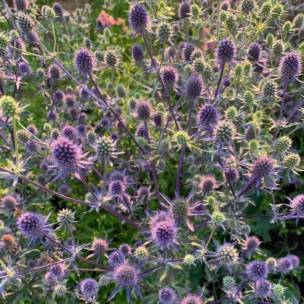 Eryngium planum Blue Glitter 55
