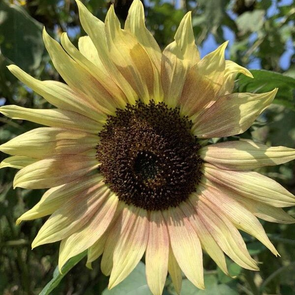 Helianthus annuus I Heart Yellow mix 56
