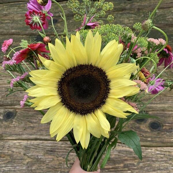 Helianthus annuus I Heart Yellow mix 57