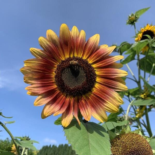Helianthus annuus I Heart Yellow mix 58