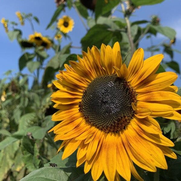 Helianthus annuus I Heart Yellow mix 59