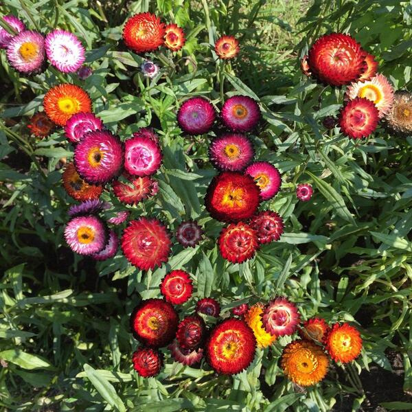 Helichrysum bracteatum Happy mix 66