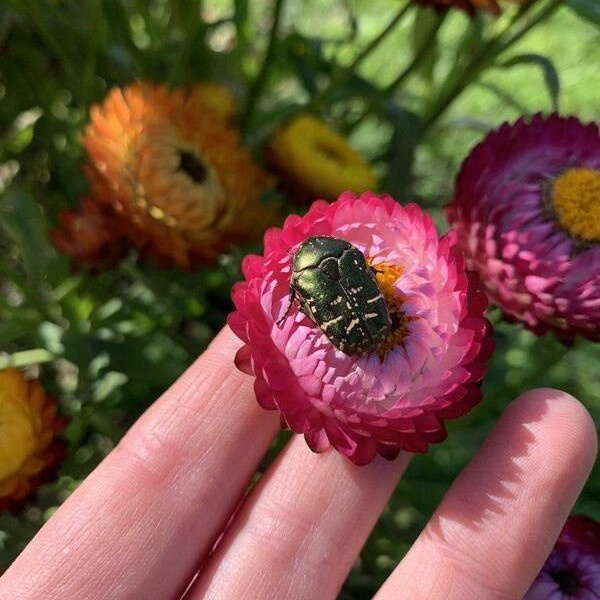 Helichrysum bracteatum Happy mix 67
