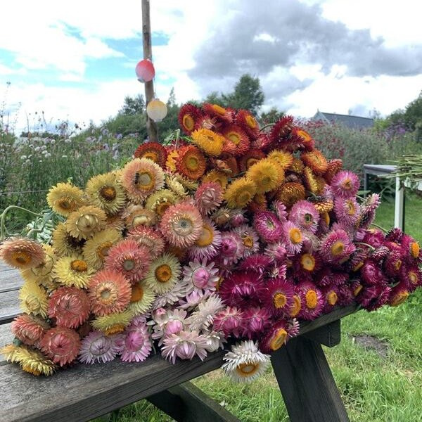 Helichrysum bracteatum Happy mix 68