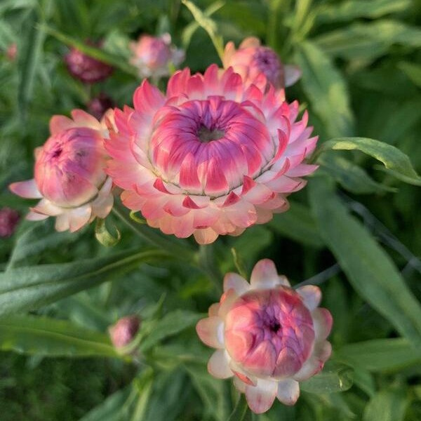 Helichrysum bracteatum Happy mix 69